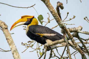 Great Indian hornbill in the wild © Iqbal