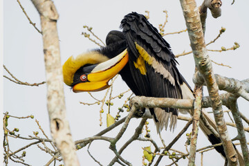 Great Indian hornbill in the wild © Iqbal