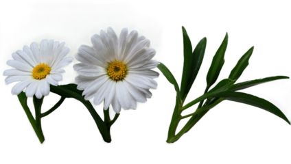 flowers png 