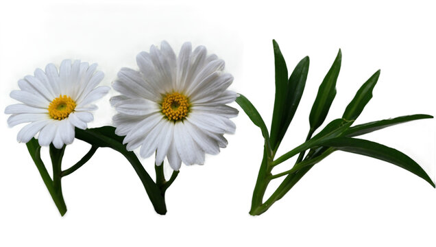 flowers png 