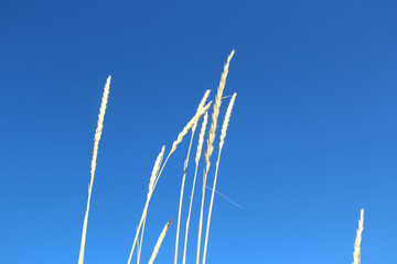 Crops under the blue sky.