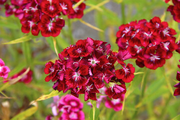 Bright red wild bouquet of flowers.