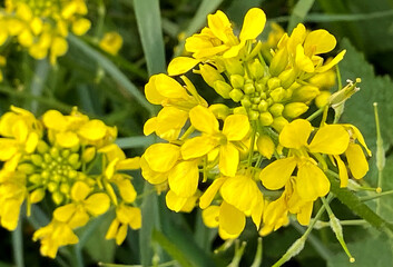Erucastrum canariense or Relinchon yellow flowers close up.Selective focus.