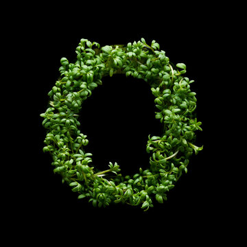 Capital letter O is created from young green arugula sprouts on a black background.