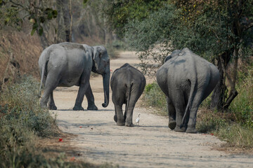Fototapeta premium Asian elephant in the wild