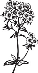 Drummond Phlox. Hand drawn vector plant illustration