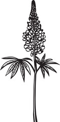 Lupine. Hand drawn vector plant illustration