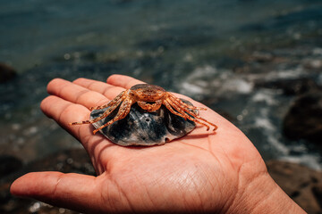crab in hands