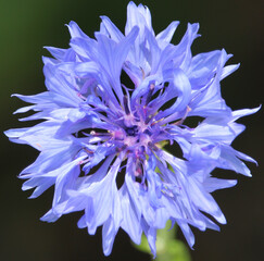 Macro image of flower ideal for screensaver image 
