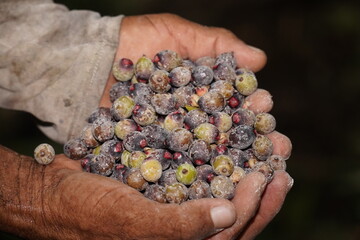 
Purple fruits of the Oenocarpus palm in the hand, which have already been removed from the stigma...