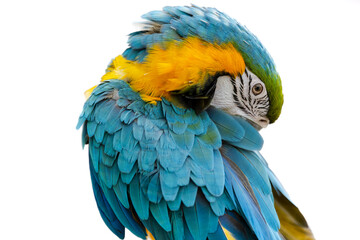 Colorful macaw bird isolate on white background.Blue and gold Macaw parrot.Exotic colorful beautiful African macaw parrot.Bird watching in safari, South Africa wildlife.