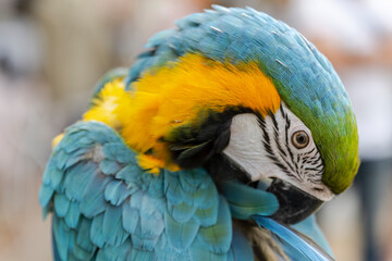Closeup of colorful macaw bird face. Macro parrot bird head.Blue and gold Macaw parrot. Exotic colorful beautiful African macaw parrot.Bird watching in safari, South Africa wildlife.