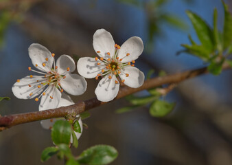 two sloe blossoms