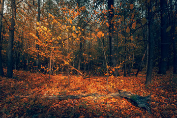 Autumn forest in the cloudy day. Orange color tree, red brown leaves in the forest. - 772439033