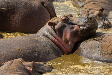 Relaxed Hippos Bathing in African Safari Waterhole
