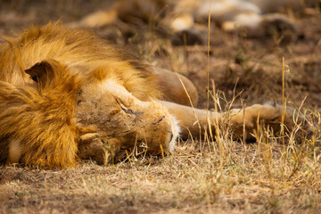Peaceful African Lion Resting on Safari Adventure