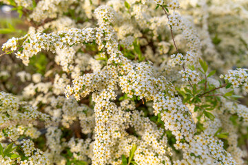 blooming white spiraea thunbergii in a garden in spring