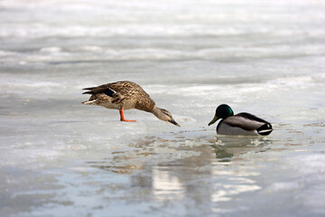 Couple of mallard ducks on melting ice. Male and female wild ducks on spring lake