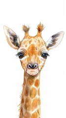Cute giraffe calf in watercolor, peeking out with big eyes, white background setting - obrazy, fototapety, plakaty