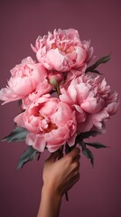 Fresh pink peony flowers in woman hands on pink background