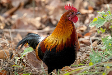 Red junglefowl in the wild