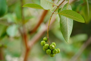 Muruci fruits (Byrsonima crassifolia), also known as murici, from a small tree of the Malpighiaceae...