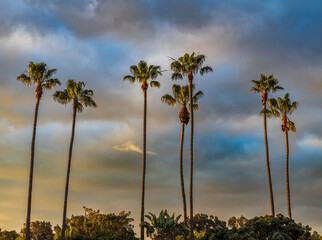 Palm trees in San Diego with dramatic blue and orange clouds - obrazy, fototapety, plakaty