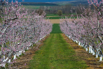 A field of peach tree in flower
