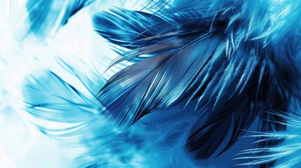 Beautiful abstract blue feathers on white background, black feather texture on blue pattern and blue background, feather wallpaper, blue texture banners, love theme, valentines day