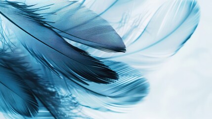Beautiful abstract blue feathers on white background, black feather texture on blue pattern and blue background, feather wallpaper, blue texture banners, love theme, valentines day - obrazy, fototapety, plakaty