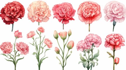 Vibrant Watercolor Carnation Floral in Various Colors