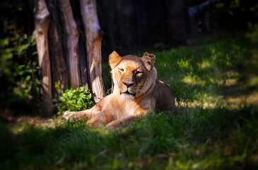 A beautiful lioness in summer.
