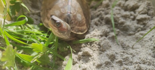 Turtle in grass