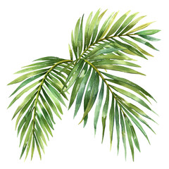 palm leaves vector illustration in watercolour style