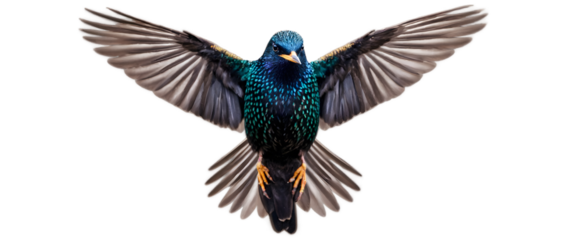 Starling bird spreads its wings mid-flight, captured against a pure white background, png.