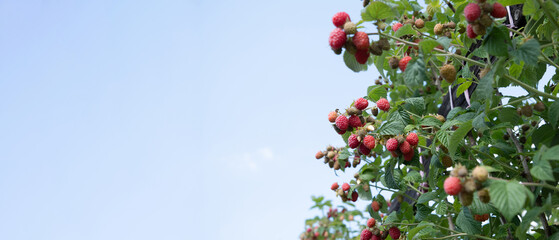 fresh ripe raspberries on the bushes in garden against the blue sky,organic berries with green leaves on the branches