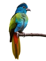 Fototapeta premium Blue and yellow macaw, vibrant multi-colored parrot sits perched on a branch, isolated on a white background, png.
