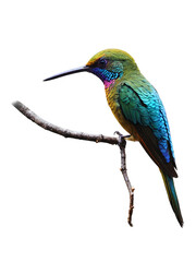 Obraz premium Close-up of a colorful hummingbird resting on a twig, captured against a pure white background,