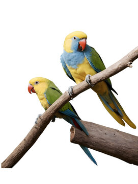 Two vibrant parakeets perched gracefully on a wooden branch against a clean white background, png.