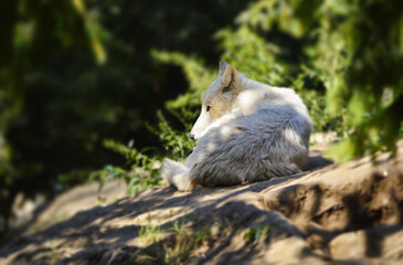Portrait of beuatiful white arctic wolf also known as Canis lupus arctos.
