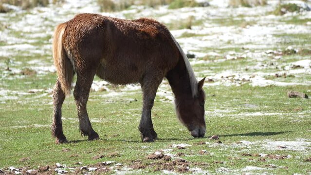 caballo comiendo en prado