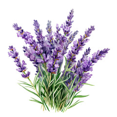 Fototapeta premium watercolor illustration with lavender flowers, composition of lavender flowers, bouquet of lavender flowers