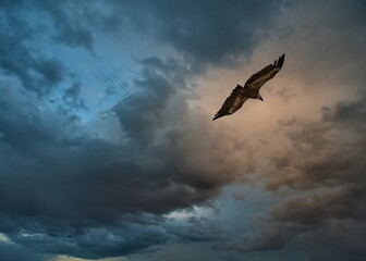 Russia, Dagestan. The shaving flight of a bearded eagle against the background of a dramatic sunset...
