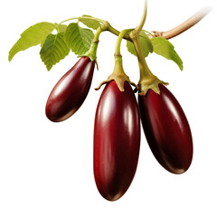 illustration of Brinjal, Isolated on transparent PNG background, Generative ai