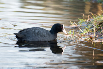 Eurasian coot in the water