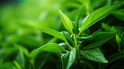  Fresh Herbal Plant Andrographis Paniculata Leaves Nature , Generate AI - obrazy, fototapety, plakaty