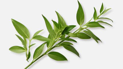  Fresh Herbal Plant Andrographis Paniculata Leaves Nature, for banner design , Generate AI