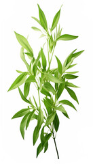 Fototapeta na wymiar Fresh Herbal Plant Andrographis Paniculata Leaves Nature, for banner design , Generate AI