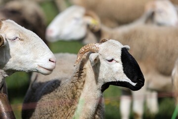Brebis, mouton, maladie , fièvre catarrhale, langue bleue