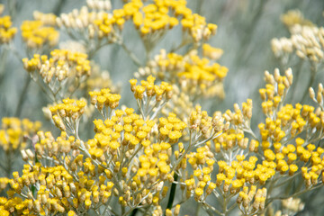 curry plant,Italian immortelle with silver leaves, aromatic spice, ornamental plant,Bush with many small yellow flowers